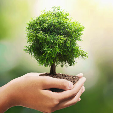 Cultivons un Avenir Durable - L'arbre de la durabilité environnementale